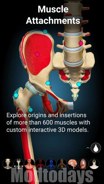 Anatomy Learning Mod APK Full Version Unlocked